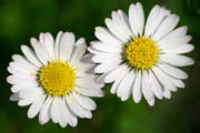 picture of flowers