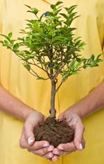 picture of a plant in hands